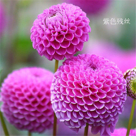 梦幻西游种树苗攻略_梦幻西游种树苗位置_梦幻西游种树苗哪里出好东西