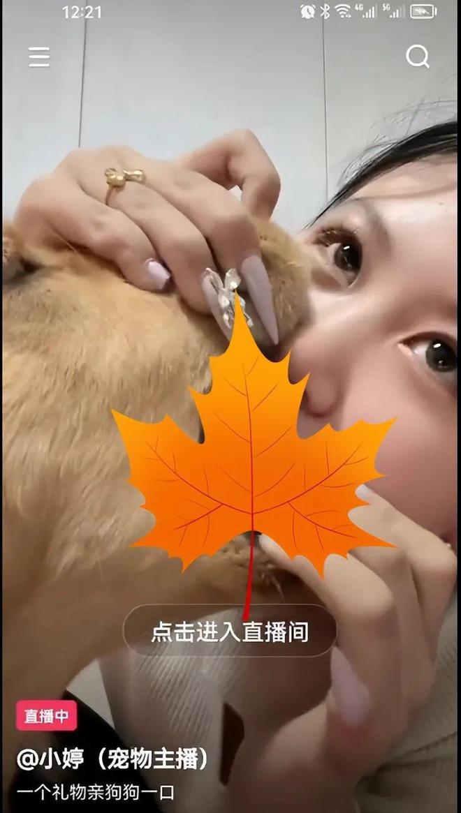 新飞飞刷怪宠物技能_飞飞怪物掉落_宠物飞升怎么打