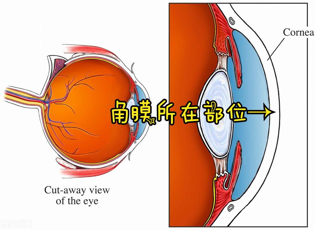 真岛吾朗眼睛怎么瞎的_真岛吾朗眼睛怎么瞎的_真岛吾朗眼睛怎么瞎的