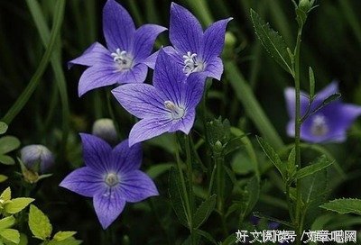 天心花有什么用-天心花：高海拔的瑰宝