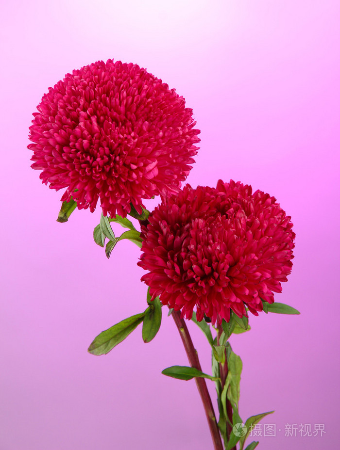 美丽的鲜花在开放介绍_美丽的鲜花开放_美丽的鲜花在开放 游戏
