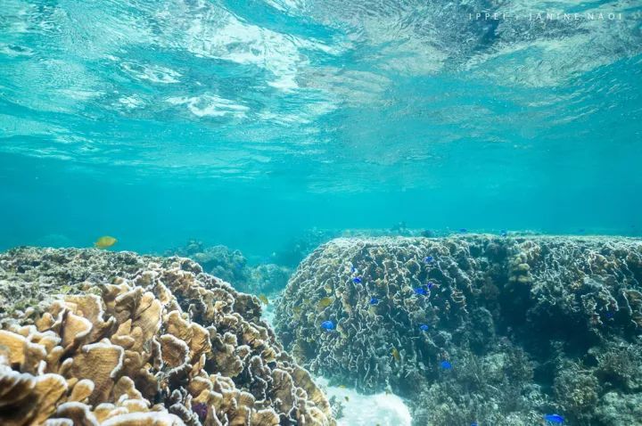 世界最大的海 珊瑚海_世界珊瑚大全_十大珊瑚海